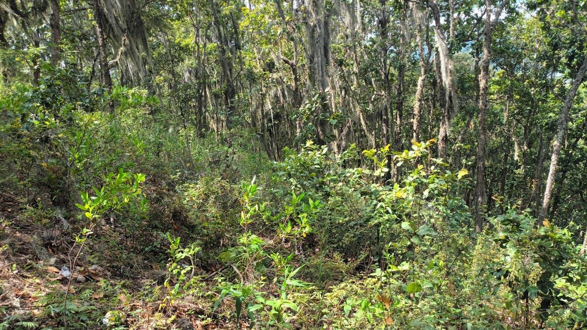 Terreno en Renta – Km 8 El Chimbo, Carretera a Santa Lucía, Tegucigalpa